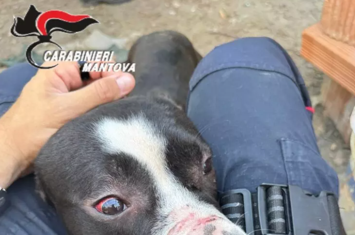 CANE CHIUSO IN UNA GABBIA, FERITO E SENZA CIBO A MANTOVA: I CARABINIERI LO SALVANO. ON. BRAMBILLA: “DIMOSTRAZIONE CHE LA LEGGE BRAMBILLA FUNZIONA”