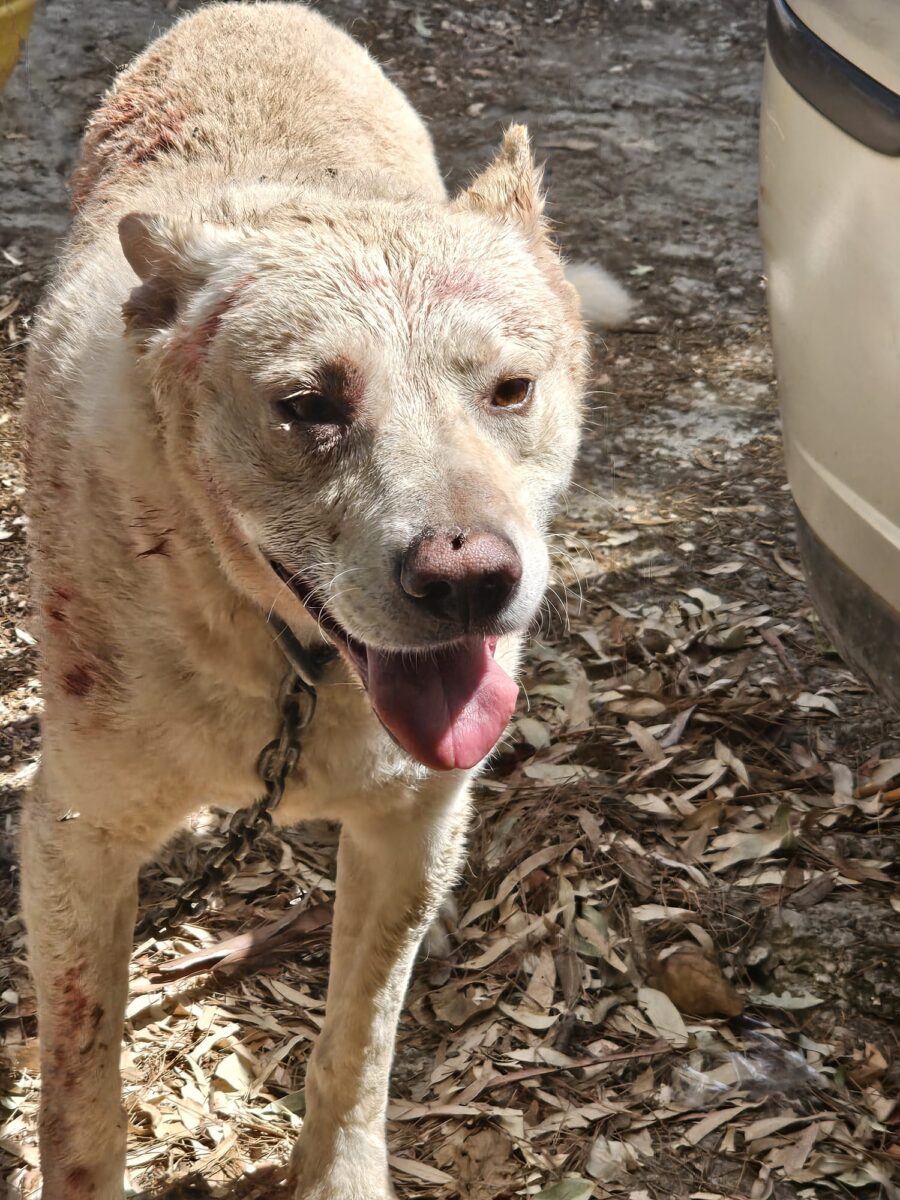 SEQUESTRATI CANI MALTRATTATI E TENUTI A CATENA A MARTINA FRANCA (TARANTO), ON. BRAMBILLA: “ENNESIMA DIMOSTRAZIONE CHE LA LEGGE BRAMBILLA FUNZIONA”
