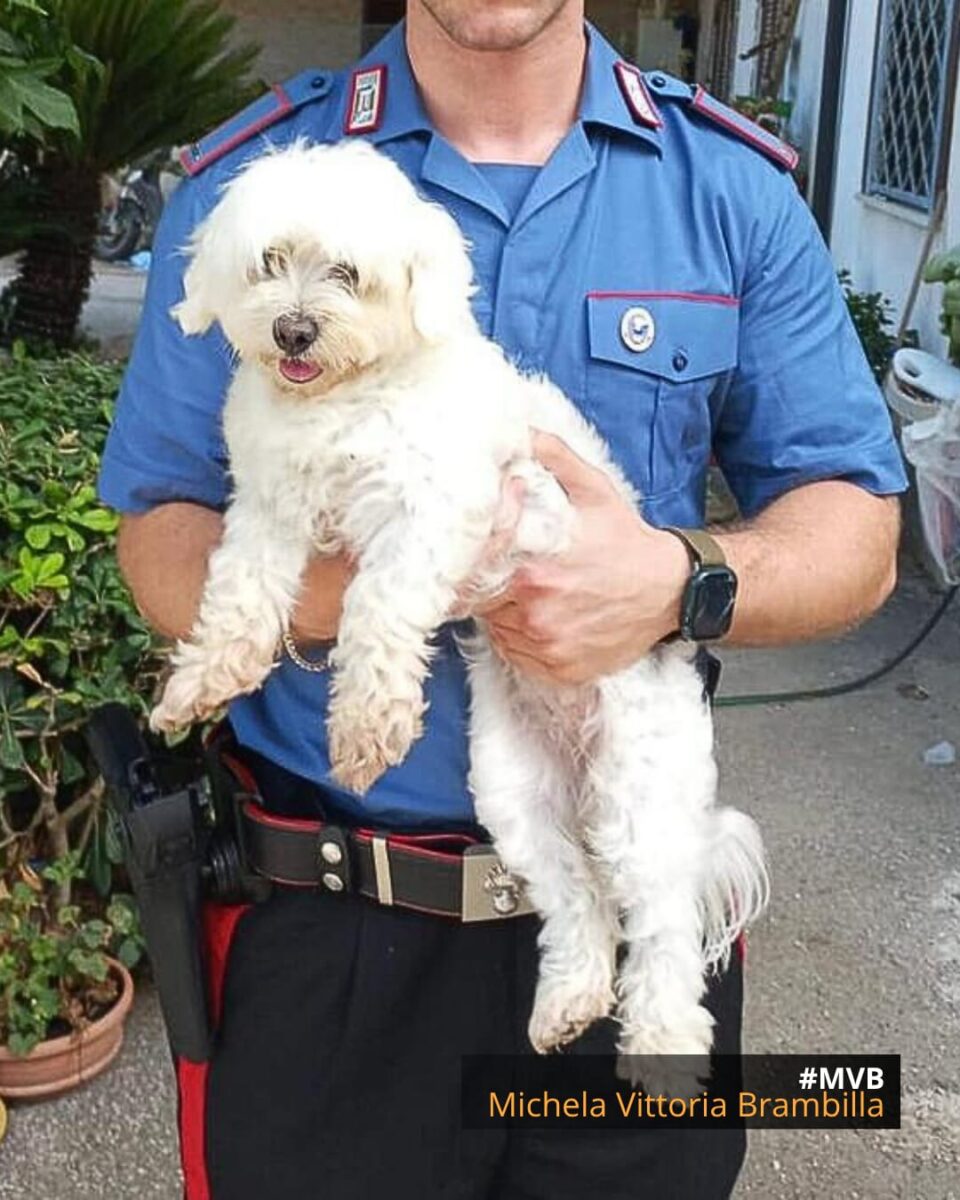 GIUGLIANO IN CAMPANIA (NAPOLI), CANE RAPITO PER ESTORSIONE E SUBITO LIBERATO DAI CARABINIERI. ON. BRAMBILLA: “INTERVENTO TEMPESTIVO, ORA SERVE UNA PUNIZIONE ESEMPLARE SECONDO LA LINEA TRACCIATA DALLA LEGGE BRAMBILLA”