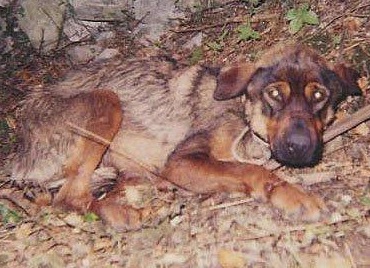 A NAPOLI UNA CRIMINALE HA ABBANDONATO DUE CANI IN CANTINA: UNO È MORTO, L’ALTRO È STATO TROVATO IN FIN DI VITA. ON. BRAMBILLA: “VIGILEREMO SUL CASO E CHIEDEREMO CHE VENGA APPLICATA CON RIGORE LA LEGGE BRAMBILLA!”