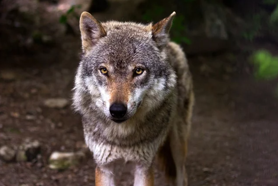 BOLZANO, PRESIDENTE KOMPATSCHER AUTORIZZA IL PRELIEVO DI DUE LUPI IN VAL VENOSTA. ON. BRAMBILLA: “PRESENTIAMO ISTANZA CAUTELARE, NO ALL’ENNESIMO ATTACCO ALLA FAUNA SELVATICA”