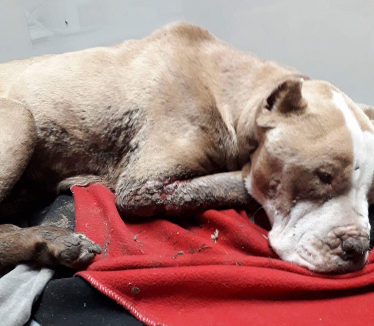 PITBULL MUORE DI CALDO IN UN GARAGE DI FABBRICO (REGGIO EMILIA), ON. BRAMBILLA: “ABBIAMO DENUNCIATO ALLE AUTORITÀ, CI COSTITUIREMO PARTE CIVILE AL PROCESSO. SI APPLICHI CON RIGORE LA LEGGE BRAMBILLA”