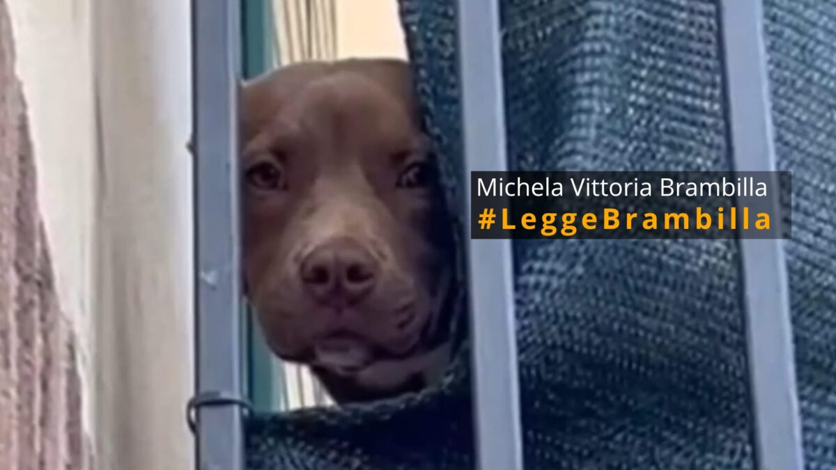 MORTE DEL PITBULL DIEGO: NUOVE ESCLUSIVE IMMAGINI DI INDIFFERENZA E MALTRATTAMENTO. SI APPLICHI CON RIGORE LA LEGGE BRAMBILLA!