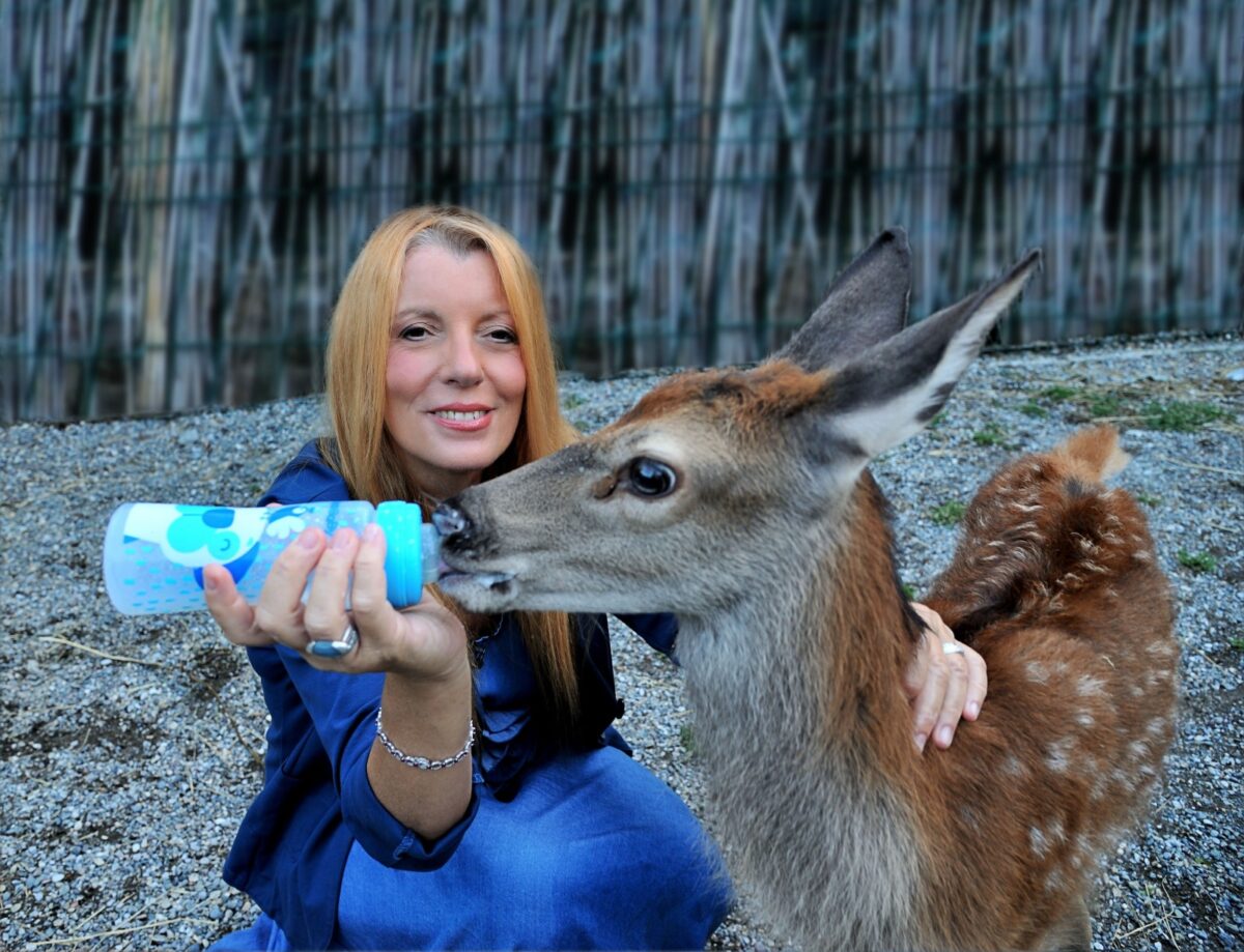 INCIDENTI CON ANIMALI, ON. BRAMBILLA: “L’OMISSIONE DI SOCCORSO PUÒ DIVENTARE MALTRATTAMENTO”