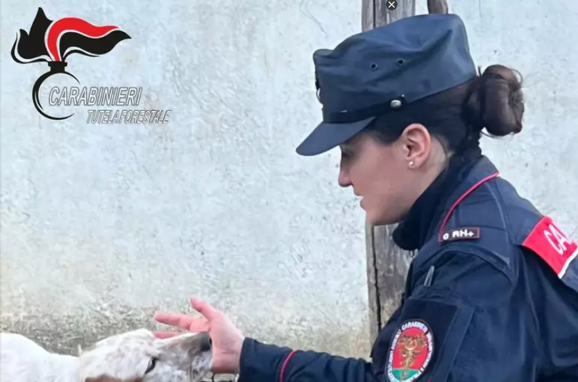 SENERCHIA (AV), TENGONO TRE CANI IN UN BOX, CHE MUOIONO. ON. BRAMBILLA: “IN QUEST’ESTATE DI VIOLENZA CI BATTIAMO OVUNQUE PER FAR APPLICARE CON RIGORE LA LEGGE BRAMBILLA”