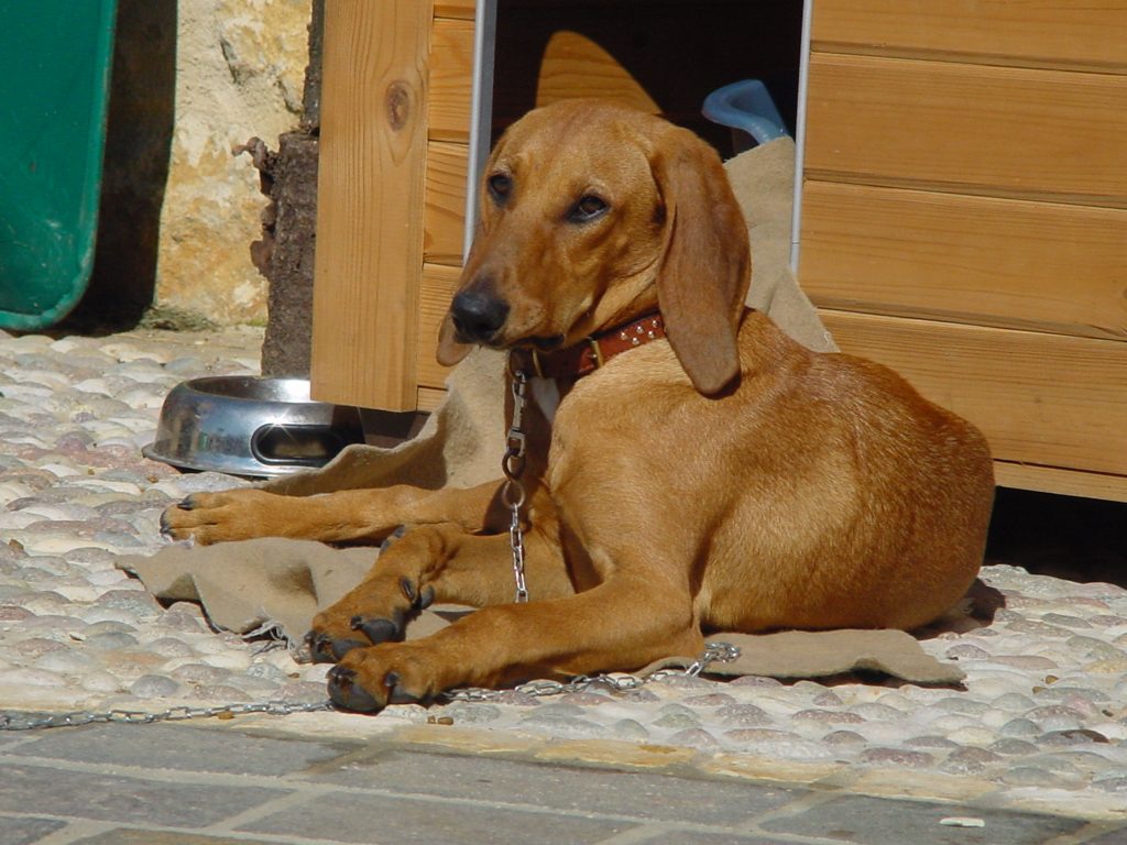 CANI MALTRATTATI A SASSOFERRATO (AN), MUORE UN SEGUGIO. ON. BRAMBILLA: “FATTO INACCETTABILE, CI ASSICUREREMO CHE IL CRIMINALE PAGHI DURAMENTE SECONDO LA LEGGE BRAMBILLA”
