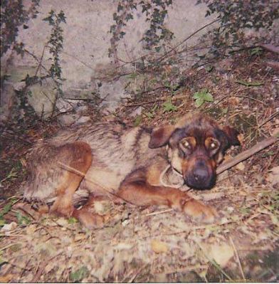 STINTINO (SS), SPARA AL PROPRIO CANE E LO FERISCE GRAVEMENTE, LEGGE BRAMBILLA E PRONTO INTERVENTO DELLE FORZE DELL’ORDINE
