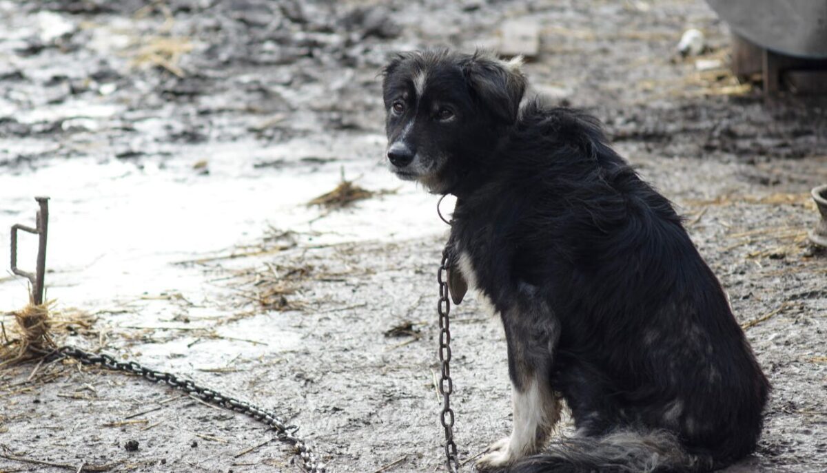 CHIETI, TIENE IL CANE LEGATO A CATENA: MULTA DI MILLE EURO SECONDO LA LEGGE BRAMBILLA. ON. BRAMBILLA: 