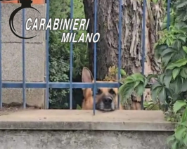 SESTO ULTERIANO (MI), VA IN FERIE E LASCIA IL CANE SOLO IN CORTILE: DENUNCIATO. ON. BRAMBILLA: “FATTO GRAVE, SI APPLICHI LA LEGGE BRAMBILLA”