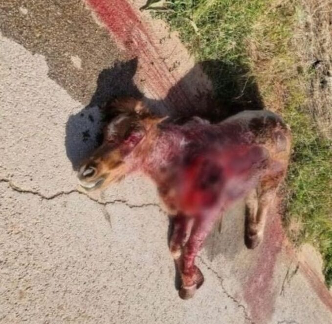 PONY TRASCINATO A MORTE, ON. BRAMBILLA: “CRUDELTÀ E INDIFFERENZA, CI COSTITUIREMO PARTE CIVILE”