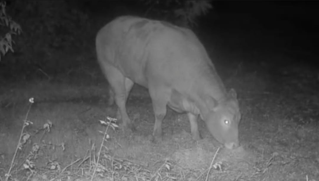 LA FUGA DELLA MUCCA MINERVA, ON. BRAMBILLA: “È VIVA, SAPPIAMO DOV’È E LA RECUPEREREMO”