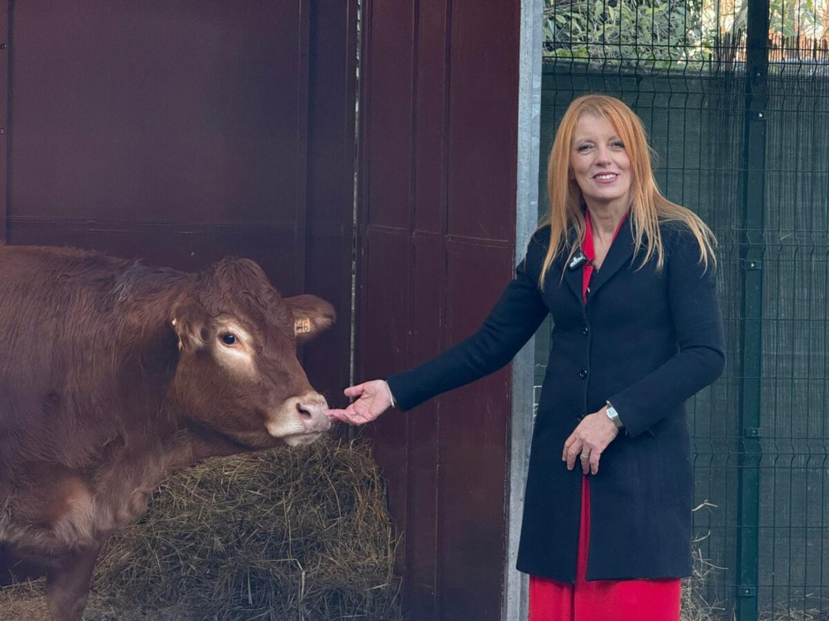 SALVATA LA MUCCA MINERVA, È NELLA SUA NUOVA CASA. ON. BRAMBILLA: 