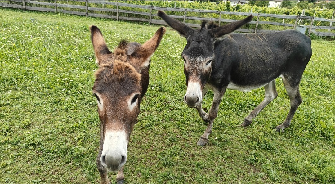 ASINELLI AVVELENATI A MONTE TERLAGO (TRENTO), ON. BRAMBILLA: “FATTO GRAVISSIMO, SI APPLICHI CON RIGORE LA LEGGE BRAMBILLA”