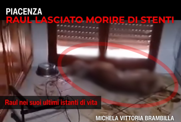 PIACENZA, PITBULL ABBANDONATO IN UNA CASA VUOTA MUORE DI STENTI. ON. BRAMBILLA: “CRIMINE GRAVISSIMO, SI APPLICHI CON RIGORE LA LEGGE BRAMBILLA”