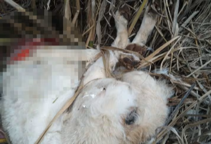 LORETO (ANCONA), DECINE DI CANI DECAPITATI E INCAPRETTATI. ON. BRAMBILLA: “ORRORE SENZA FINE, RESPONSABILI SIANO PUNITI SECONDO LA LEGGE BRAMBILLA: 5 ANNI E 4 MESI DI CARCERE E 80MILA EURO DI MULTA”