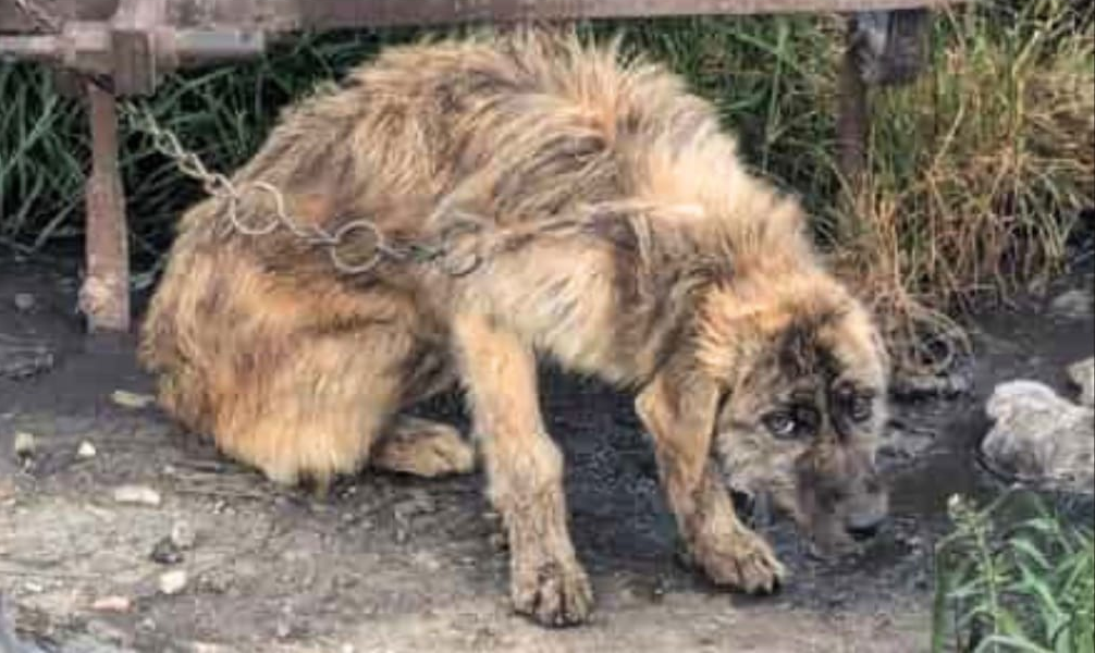 CANE SALVATO NEL SASSARESE, ON. BRAMBILLA: “UNA VITA DI VIOLENZA E SOPRUSI RISCATTATA GRAZIE ALLA LEGGE BRAMBILLA: PUNIZIONE SEVERA E AFFIDO IMMEDIATO”