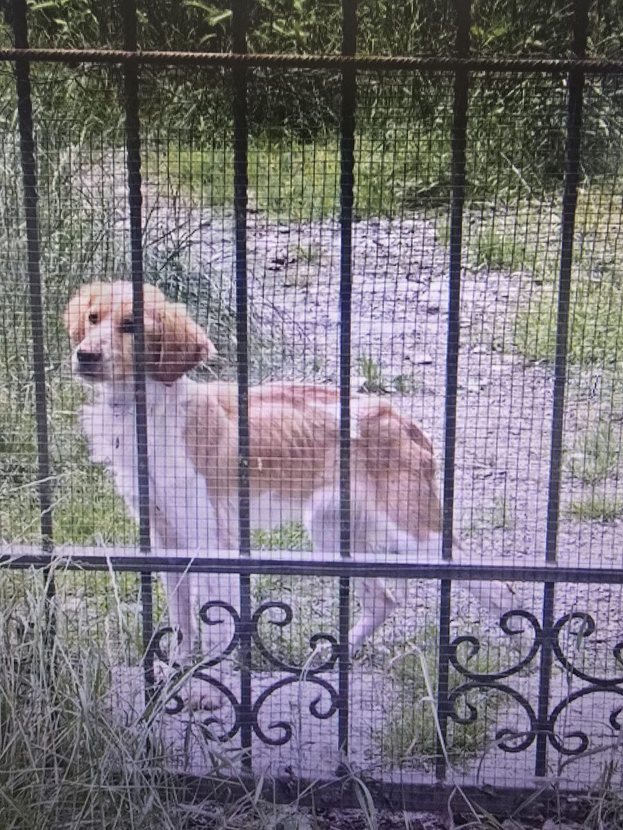 CAMUGNANO (BOLOGNA), DUE CANI ABBANDONATI E DENUTRITI: UNO MUORE DI STENTI. ON. BRAMBILLA: “SI APPLICHI CON RIGORE LA LEGGE BRAMBILLA”