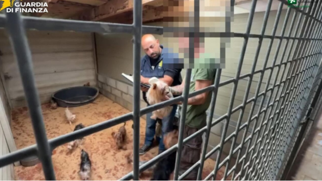 ALLEVAMENTO ABUSIVO DI CANI A BRUSIMPIANO (VARESE), ON. BRAMBILLA: “PENE SEVERE E AFFIDO DEFINITIVO GRAZIE ALLA LEGGE BRAMBILLA”