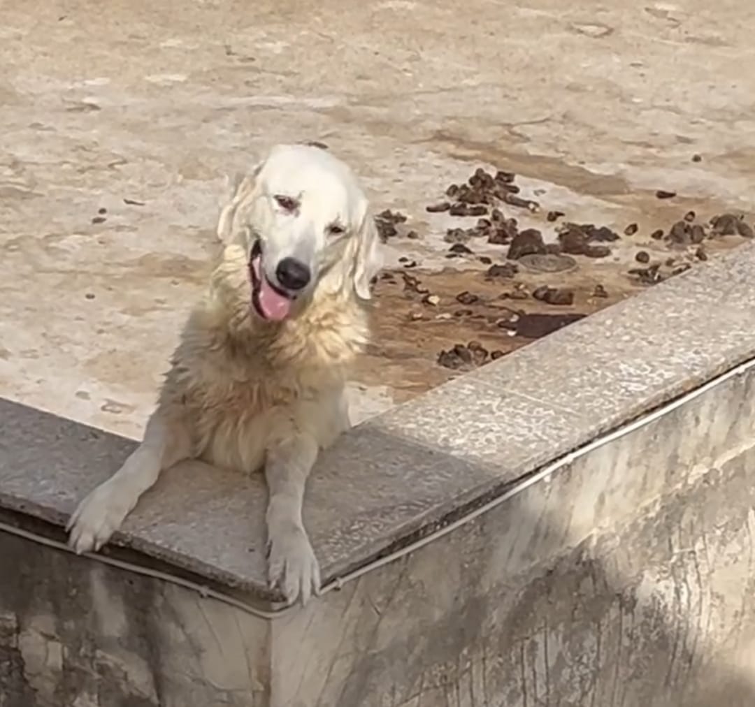 SCIACCA: 9 CANI SU UN TERRAZZO SOTTO IL SOLE, 4 MORTI, IL PROPRIETARIO DOVRÀ RISPONDERE DEL REATO SECONDO LA LEGGE BRAMBILLA